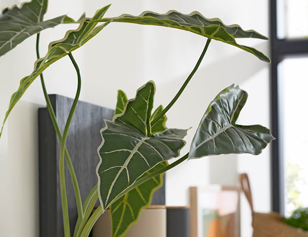 Grüne Pflanze in hellem Raum.